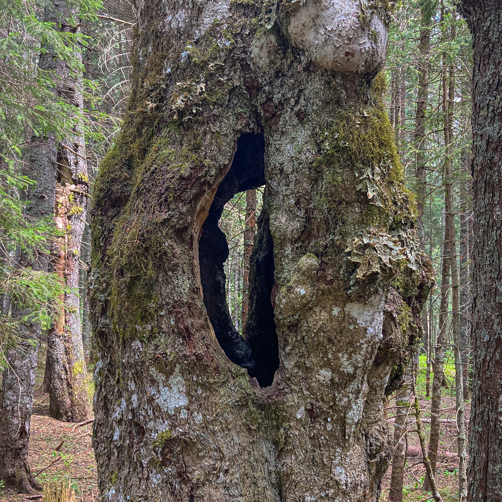 Loch im Baum