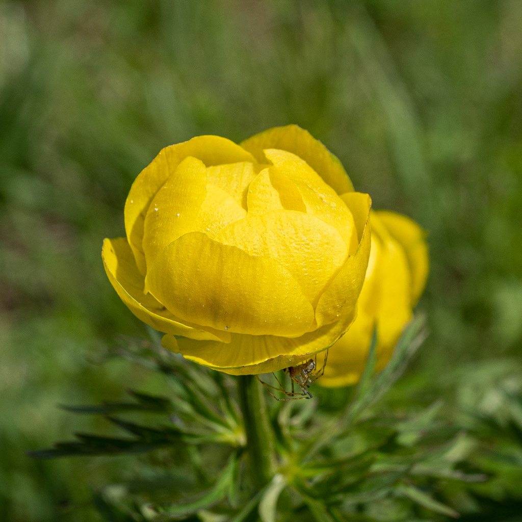 Gelbe Blume mit Spinne