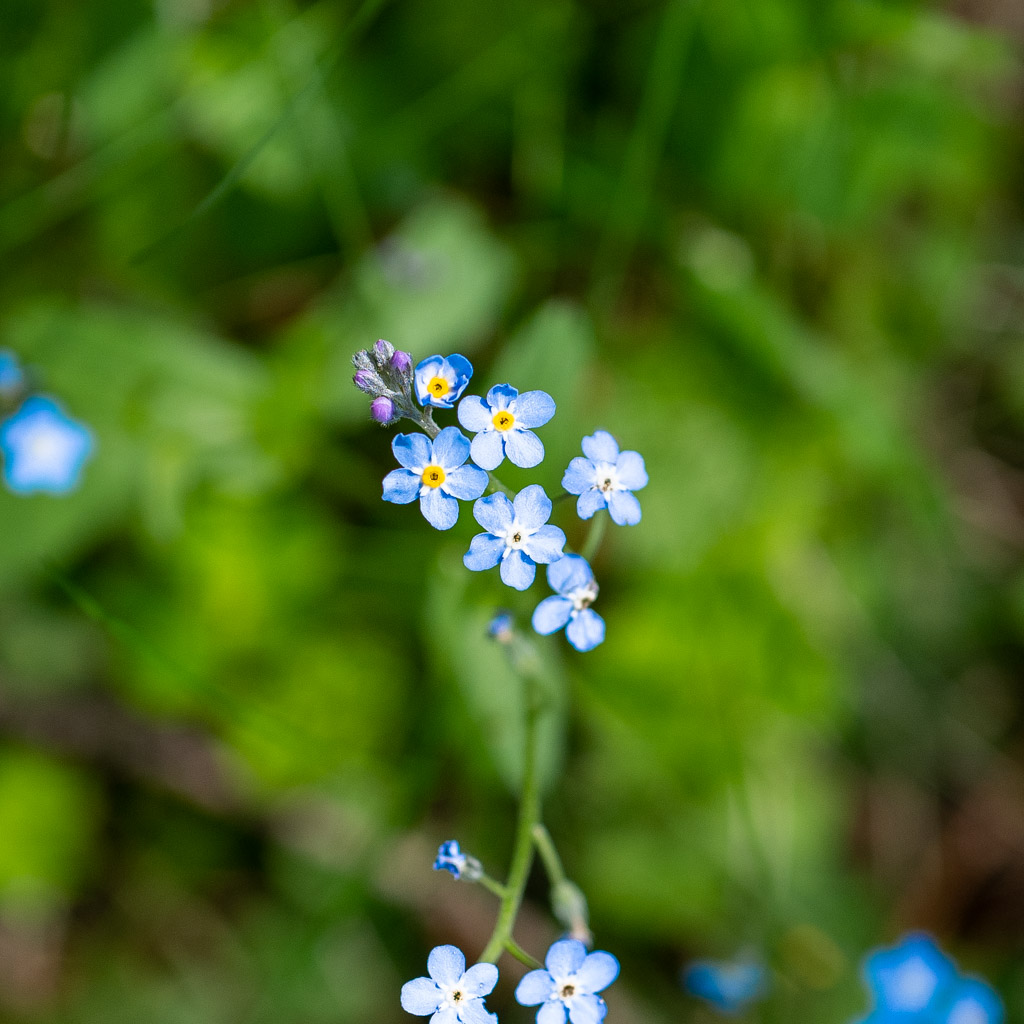 Winzige Blüten