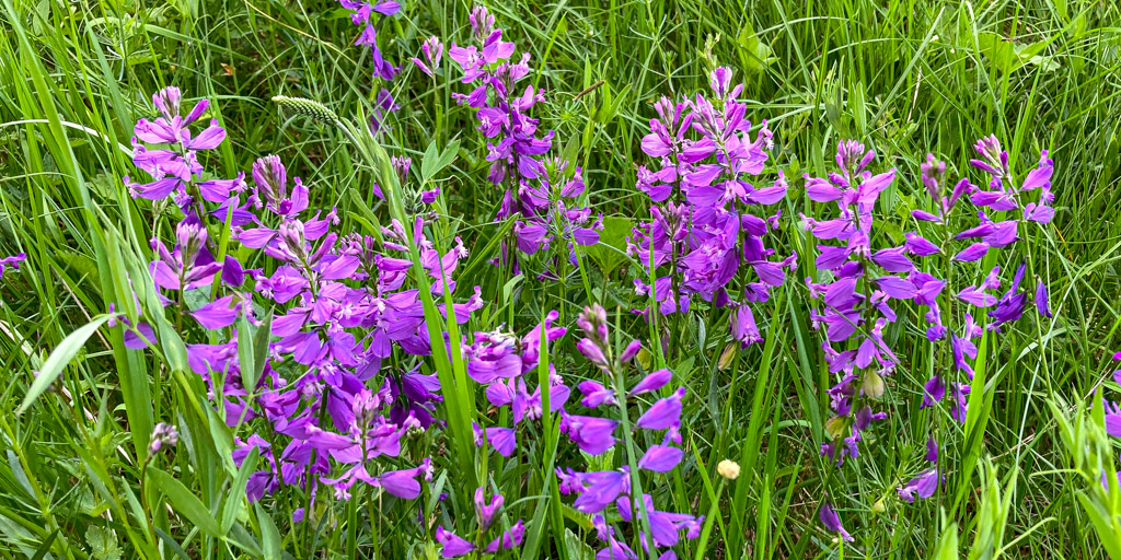 Violettes Ensemble