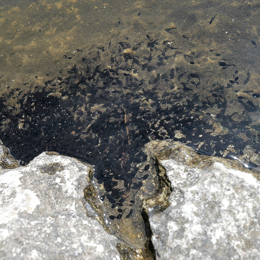 Kaulquappenschwarm am warmen Ufer