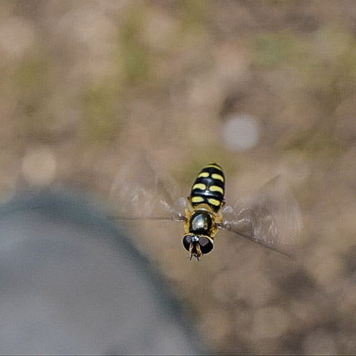 Schwebfliege im Flug