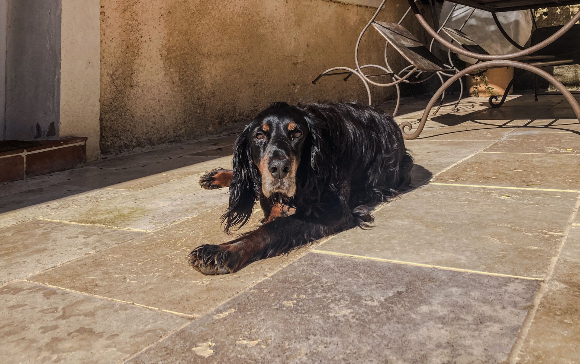 Der alte Hund vor meiner Tür