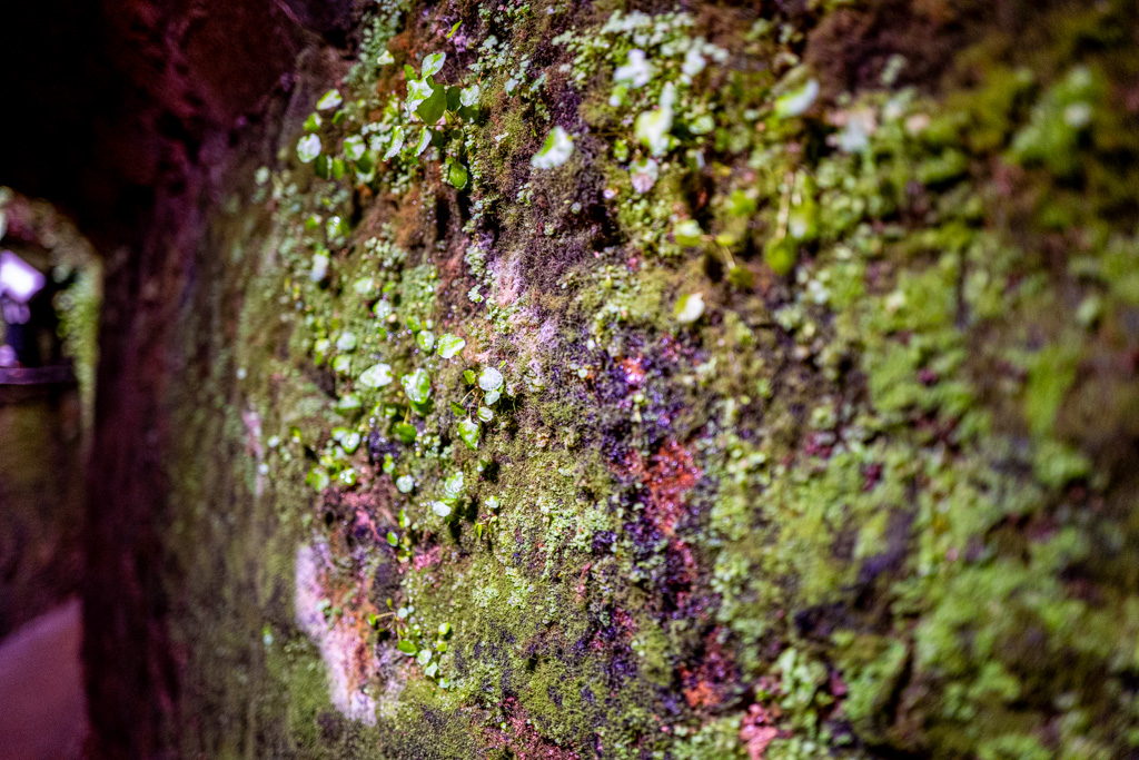 Mikroflora in den Höhlen von Roquefort