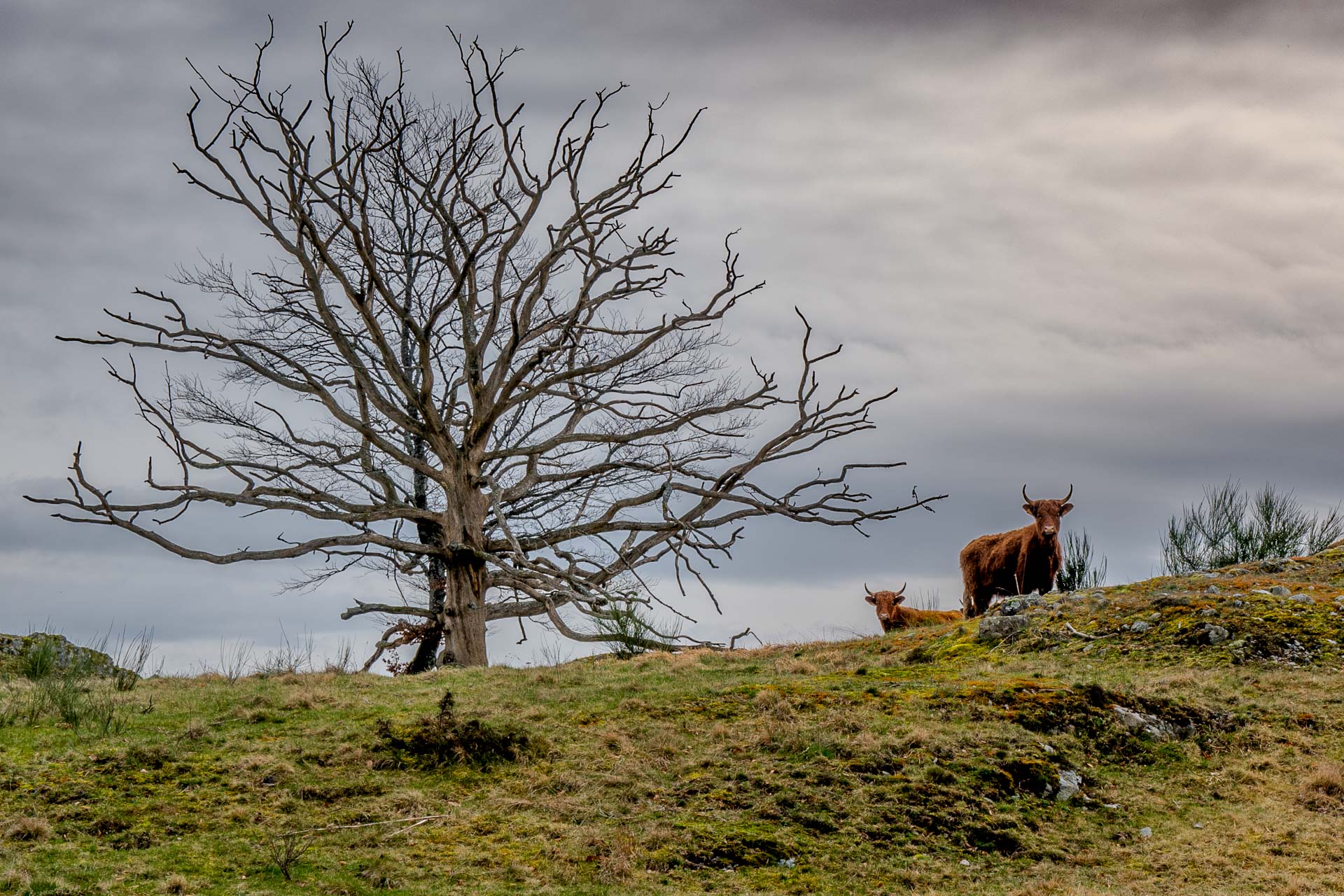 Neugierige Aubrac Rinder