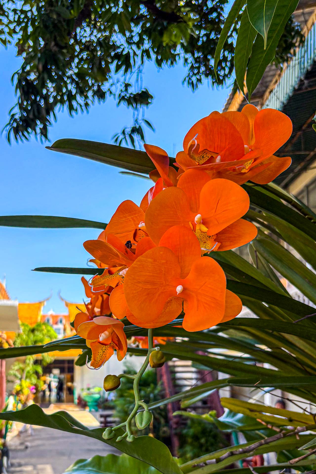 Orange Vanda-Orchidee 