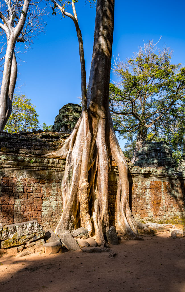 Ta Prohm Tempel