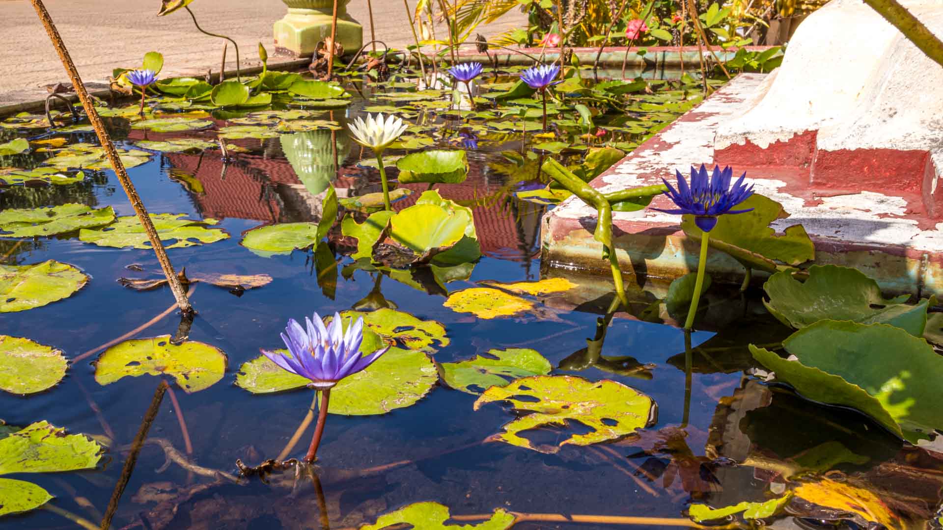 Wasserlilien, Wat Luang