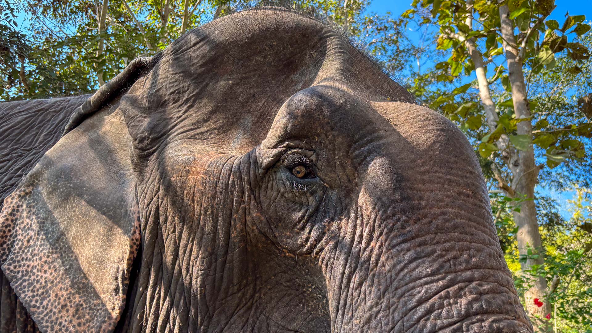 Elefanten aus dem Sanctuary Village