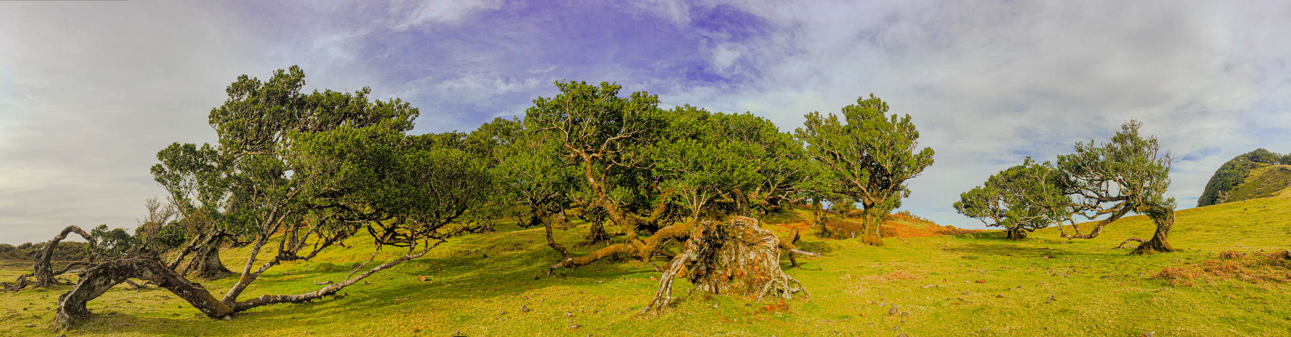 Die Baumriesen von Fanal, zwischen Lagoa und Cabeço da Manga