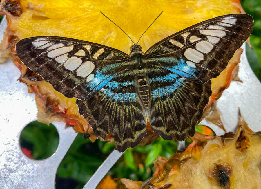 Parthenos sylvia, Schmetterlingshaus, Flughafen Singapore