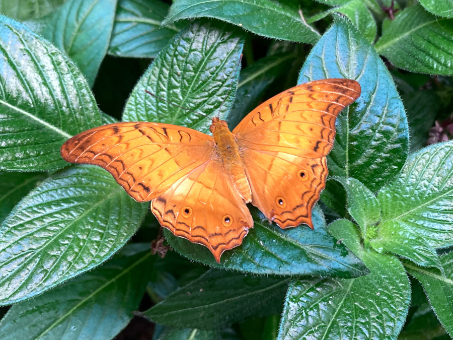  Schmetterlingshaus im Flughafen Singapore