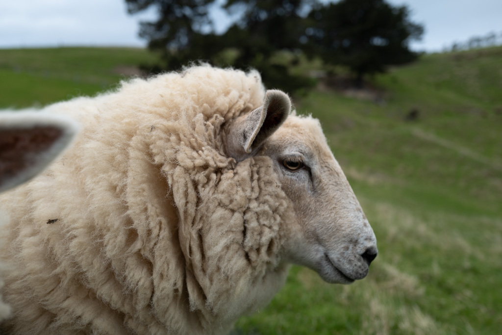 Pauly das Schaf