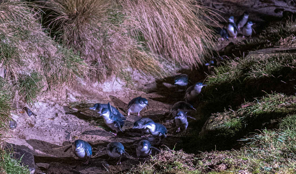 Blaue Pinguine auf dem Heimweg