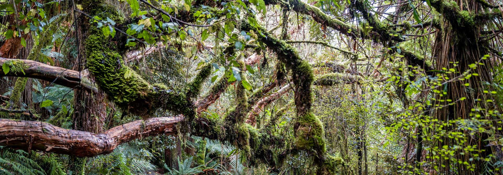 Urwald am McLean Wasserfall