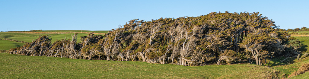 Trees at Slope Point, New Zealand