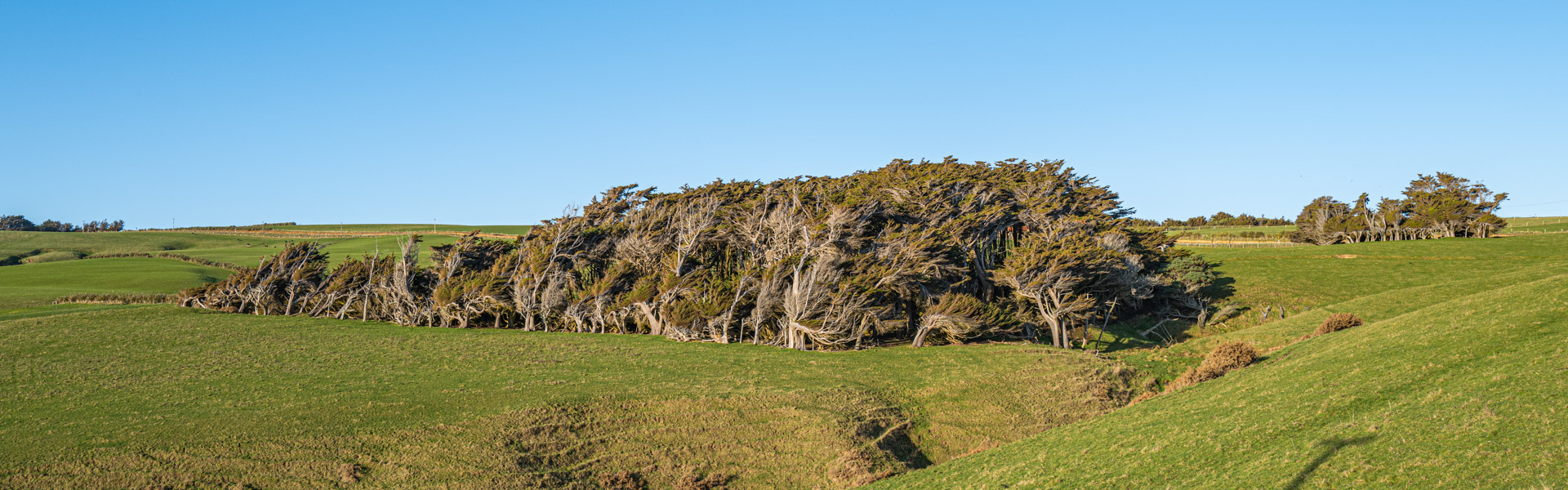 Trees at Slope Point, New Zealand