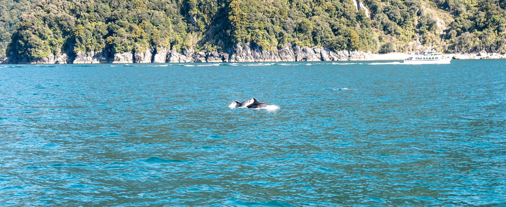  Dolfines at Milford Sound