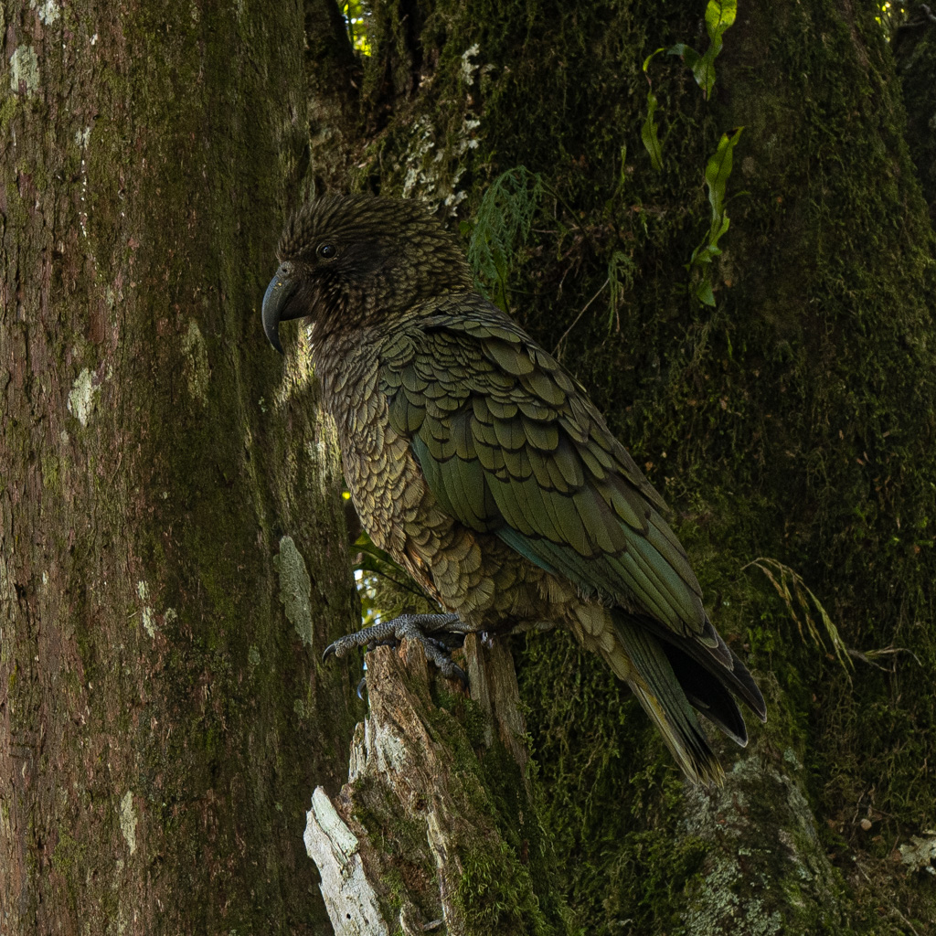 Kea (Nestor notabilis), Bergpapagei