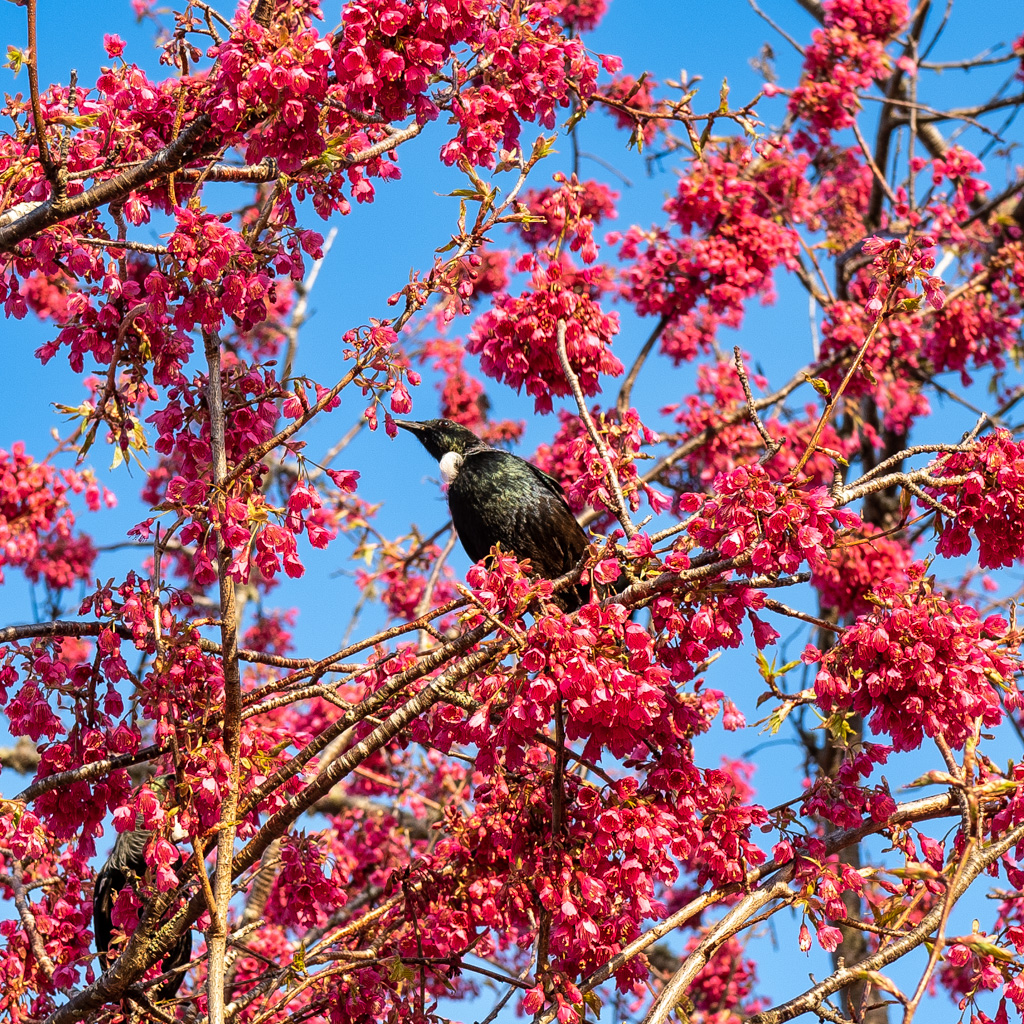 Tui