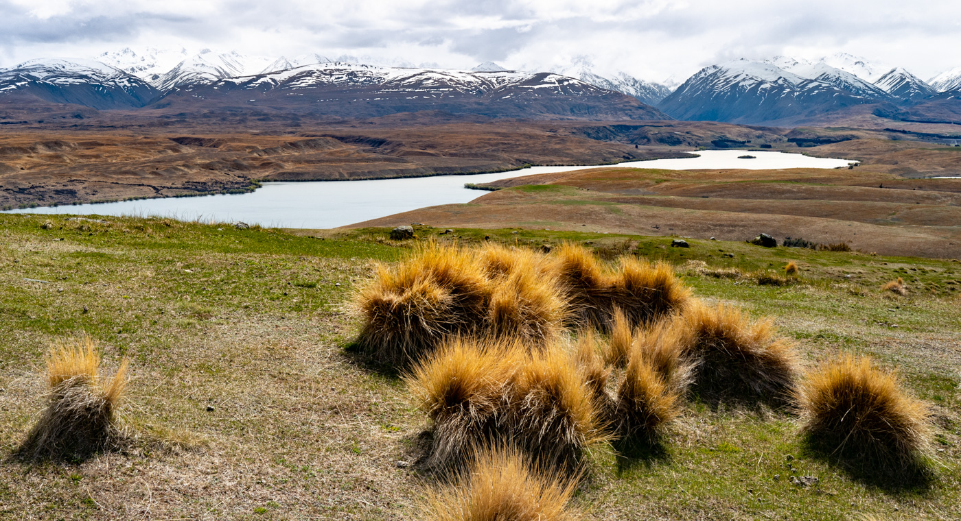 Tussock Grass, Lake Tekapo