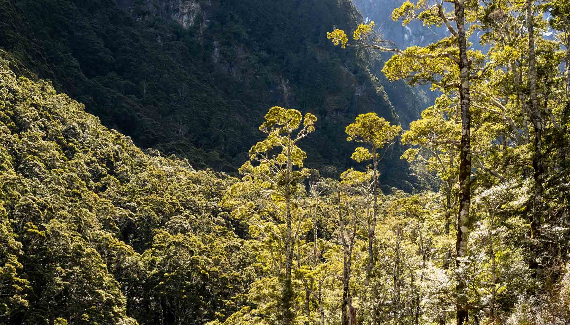 Regenwald an fast senkrechten Wänden