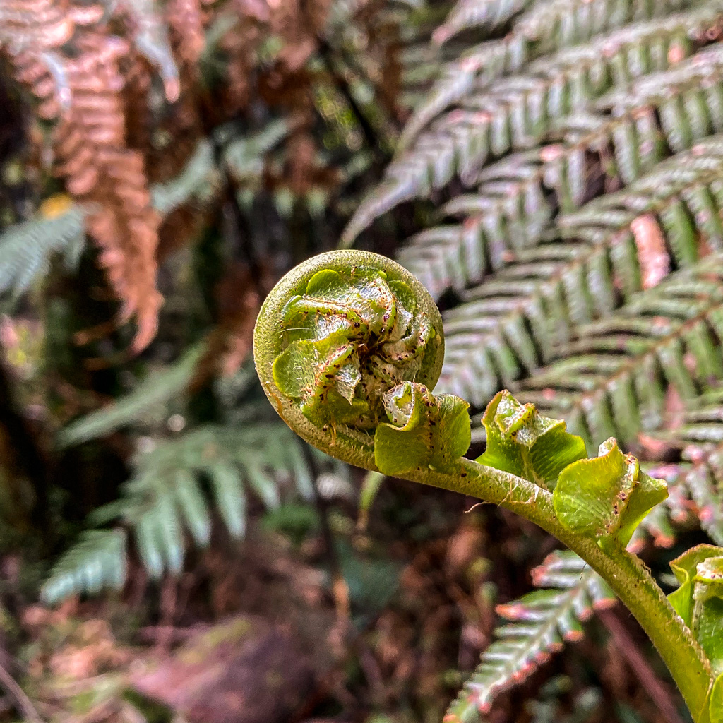 Unfolding fern, Maori symbol of new life or renewal