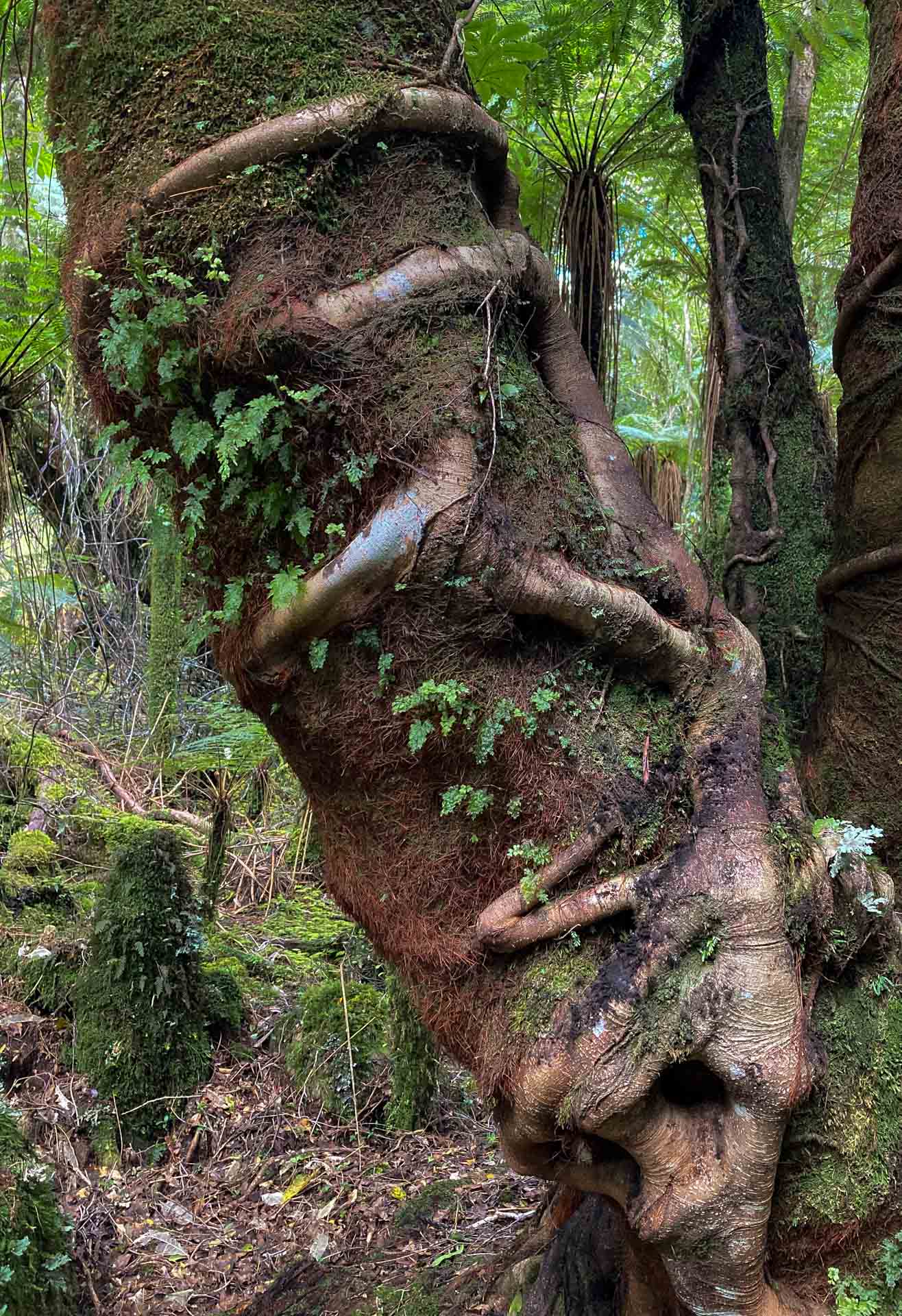 Umarmung im Regenwald