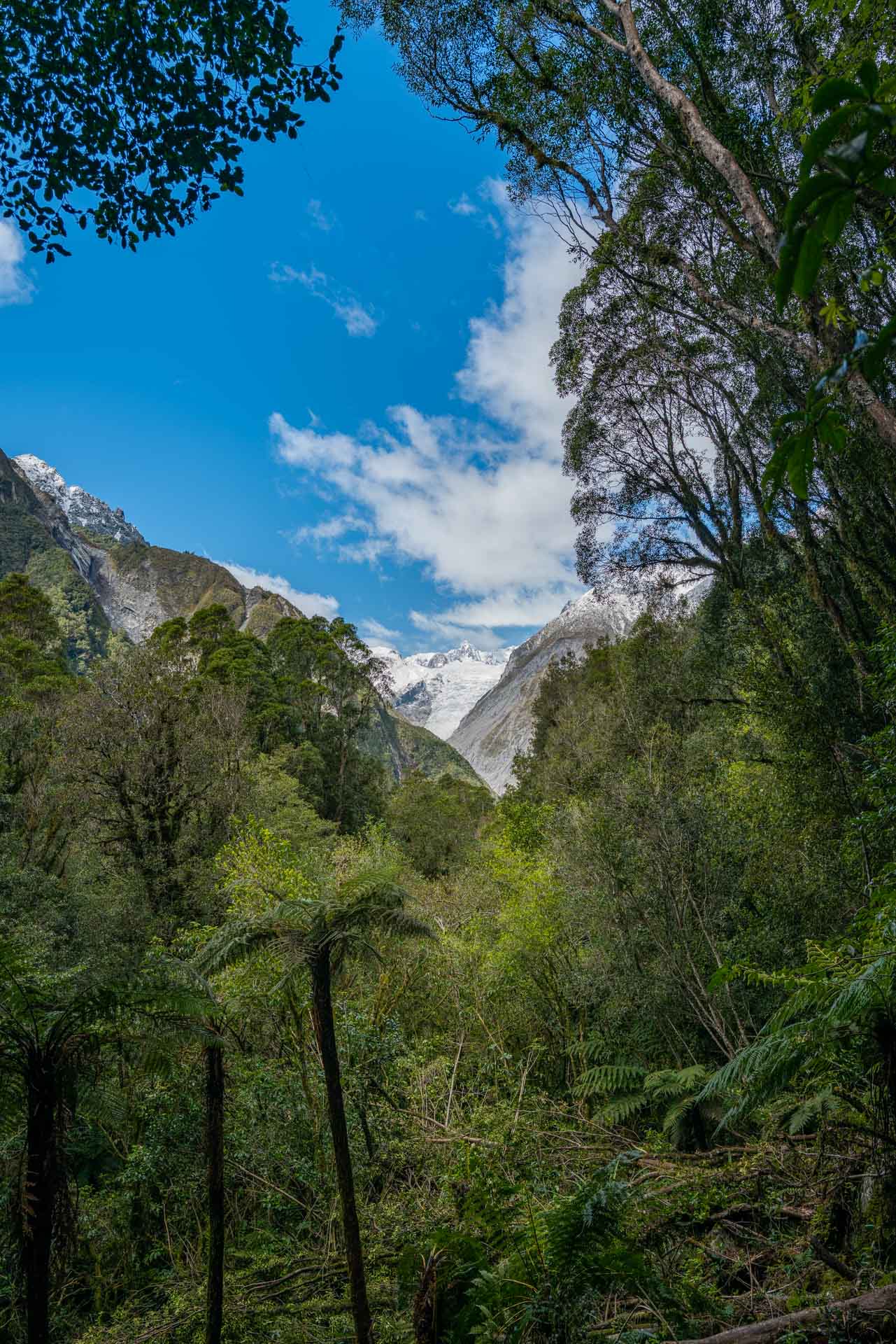 Fox Glacier View