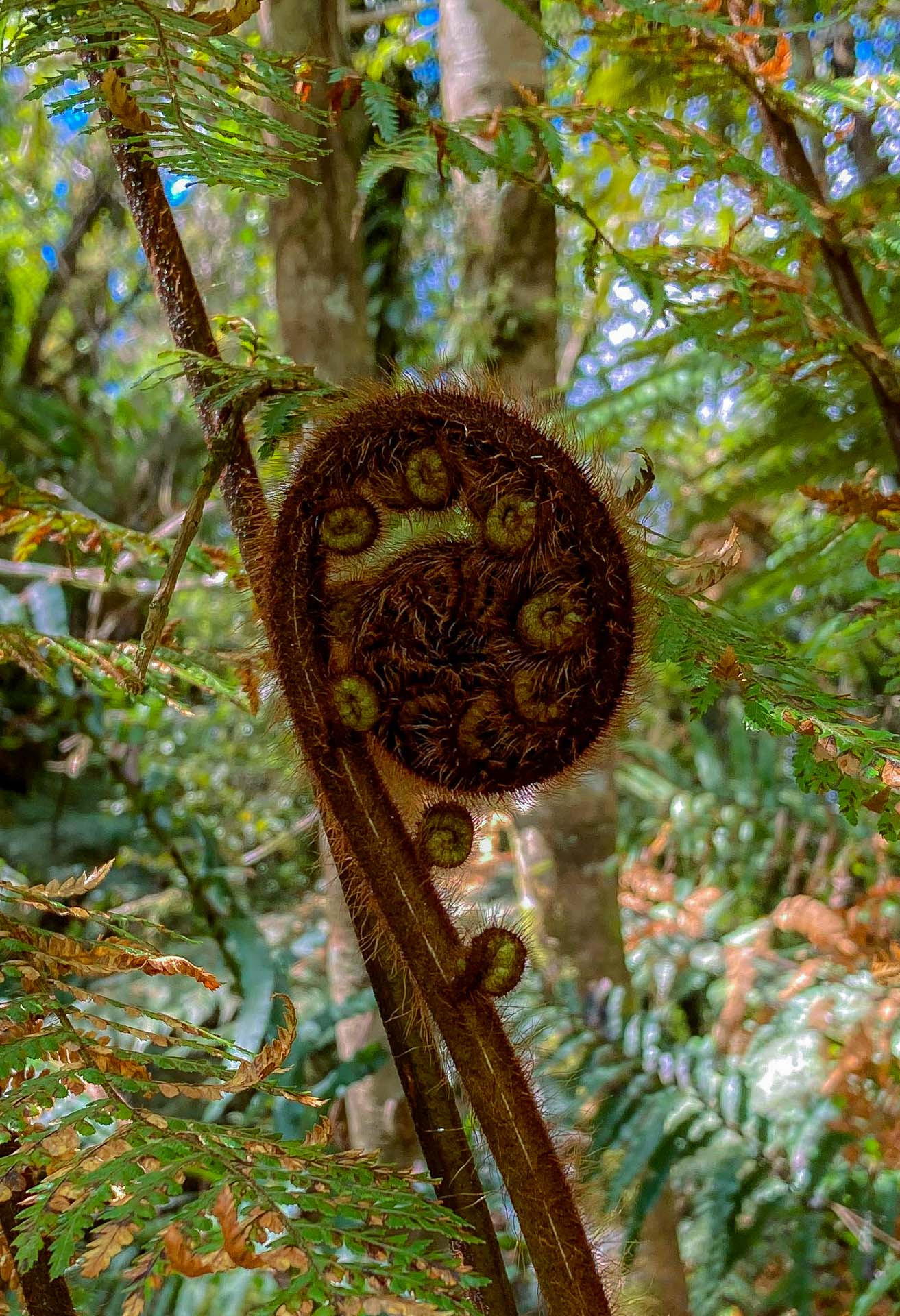 Unfolding fern, Maori symbol of new life or renewal