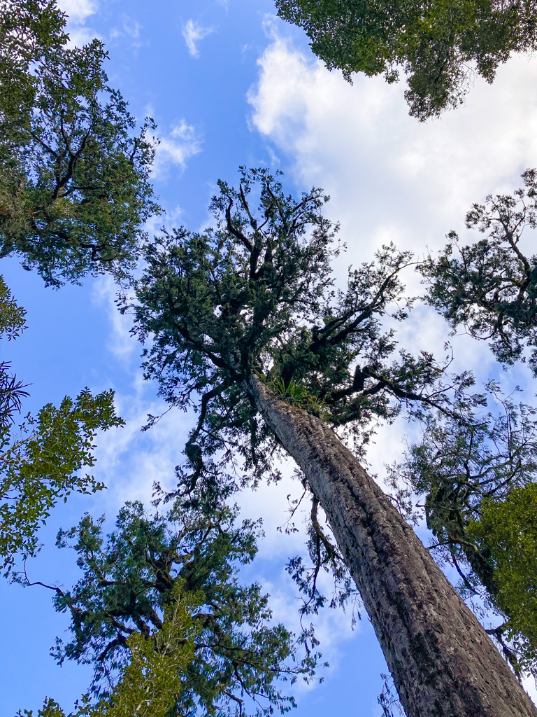 Giant Kauri Tree