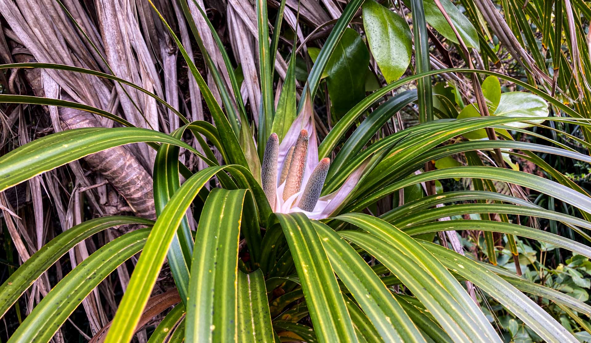 Blütenstände Dracena (?)