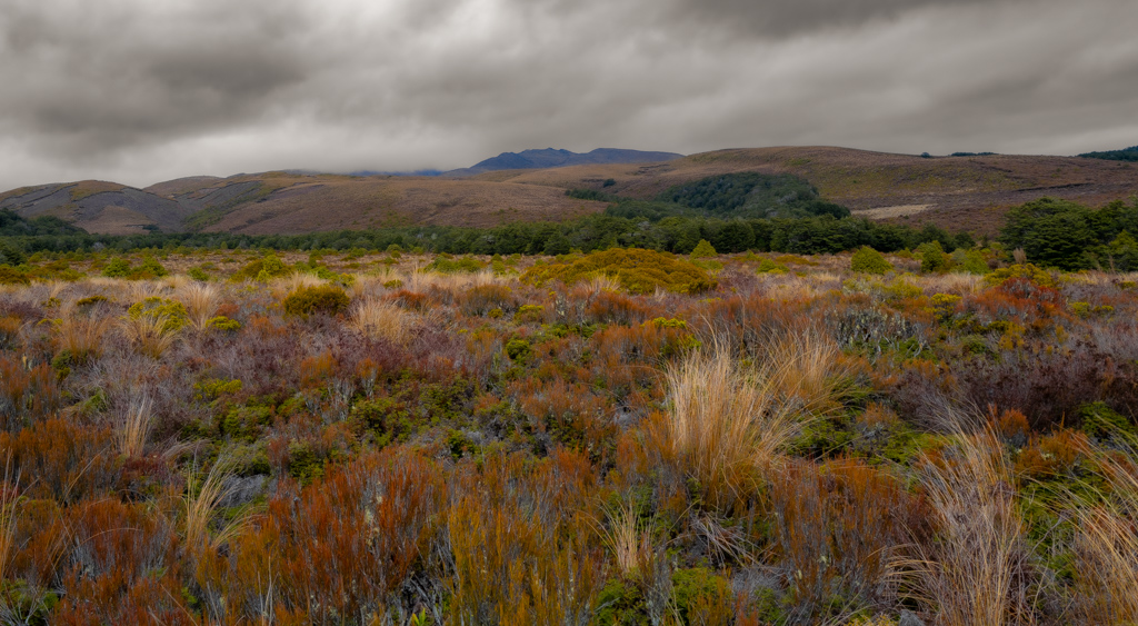 Farbenprächtige Vegetation am Ngauruhoe