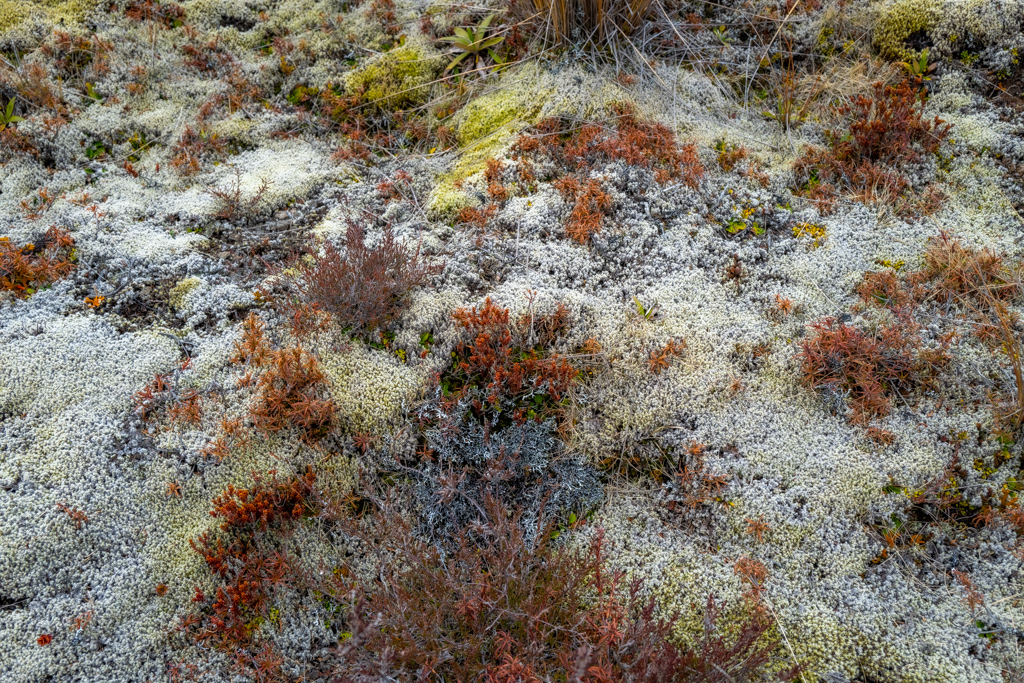 Faszinierende Bodenvegetation