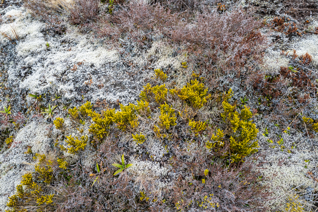 Bergfarben im Frühling