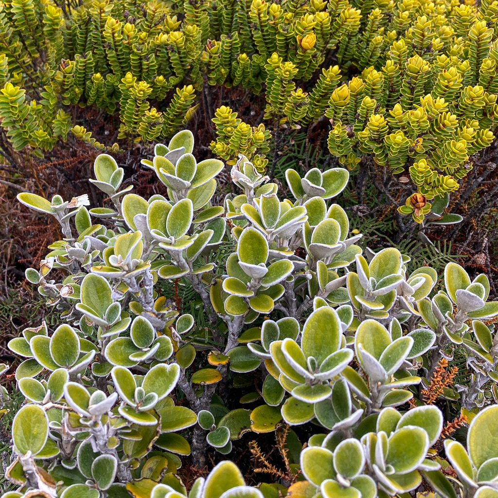 Vegetation oberhalb der Baumgrenze