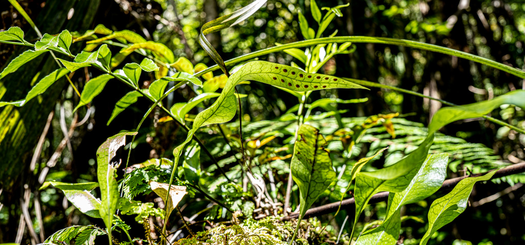 Mikrokosmos im Regenwald, Sporophylle mit Sporangien