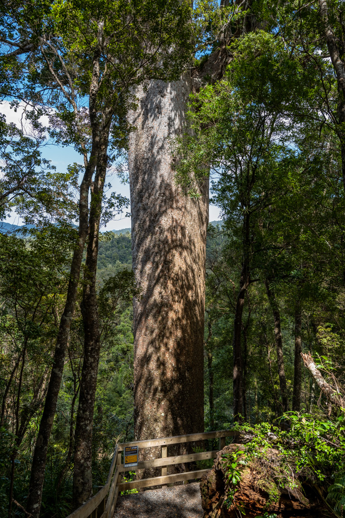 Cookson Kauri