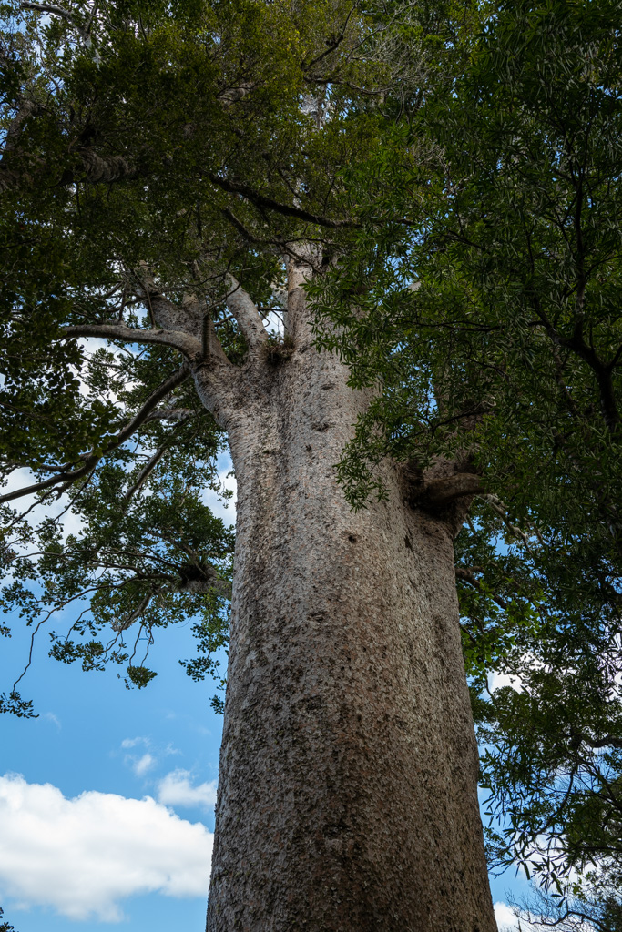 Cookson Kauri