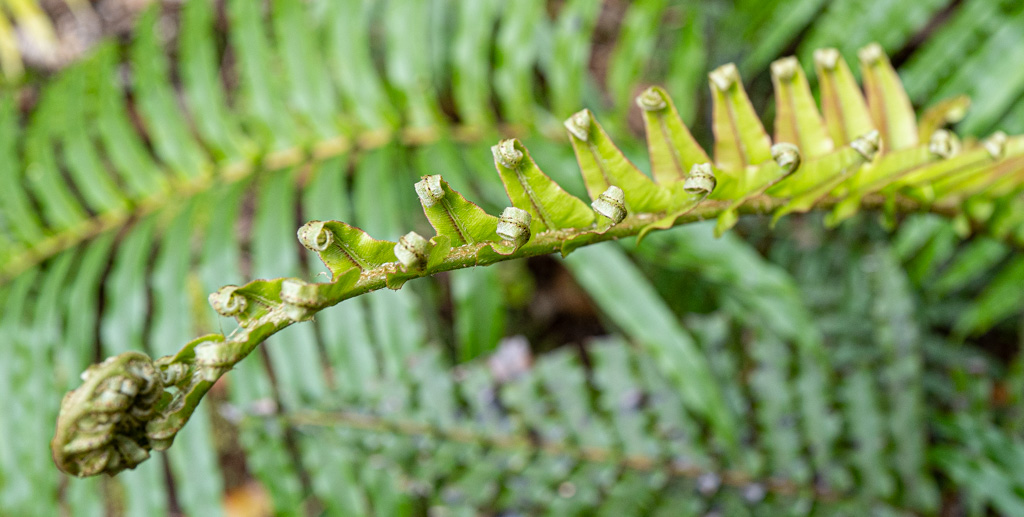 Perfectly unfolding fern