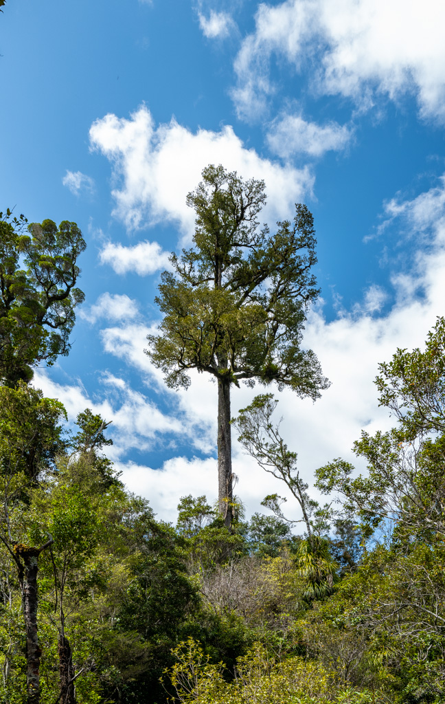 Kauri im Coromandel Forest