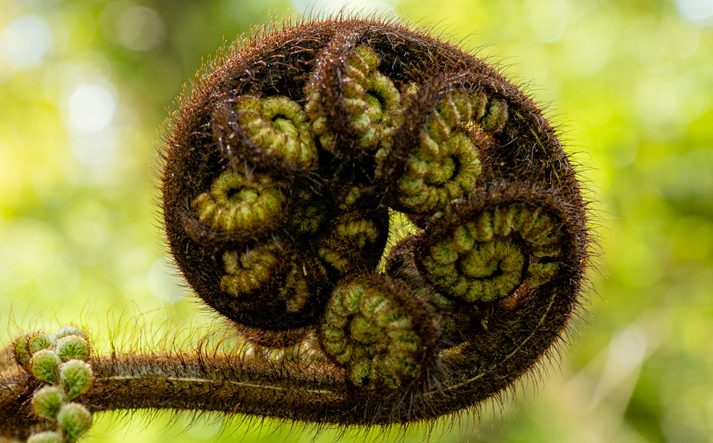 Perfectly unfolding fern