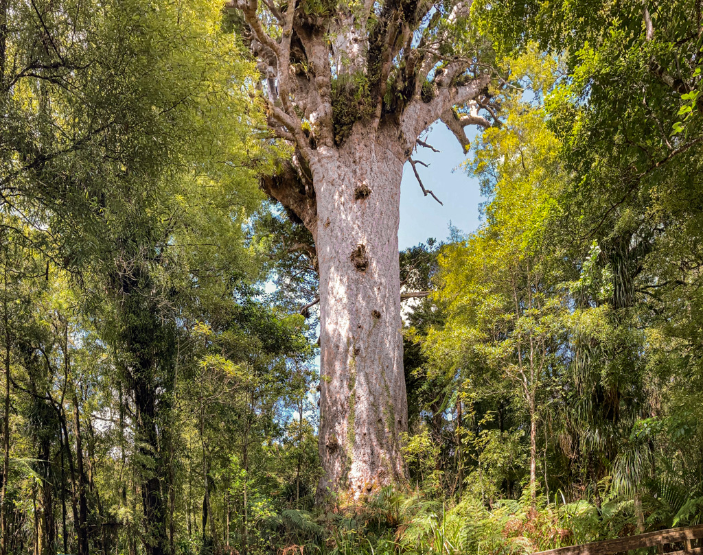 Tane Mahuta, größter Kauri Neuseelands