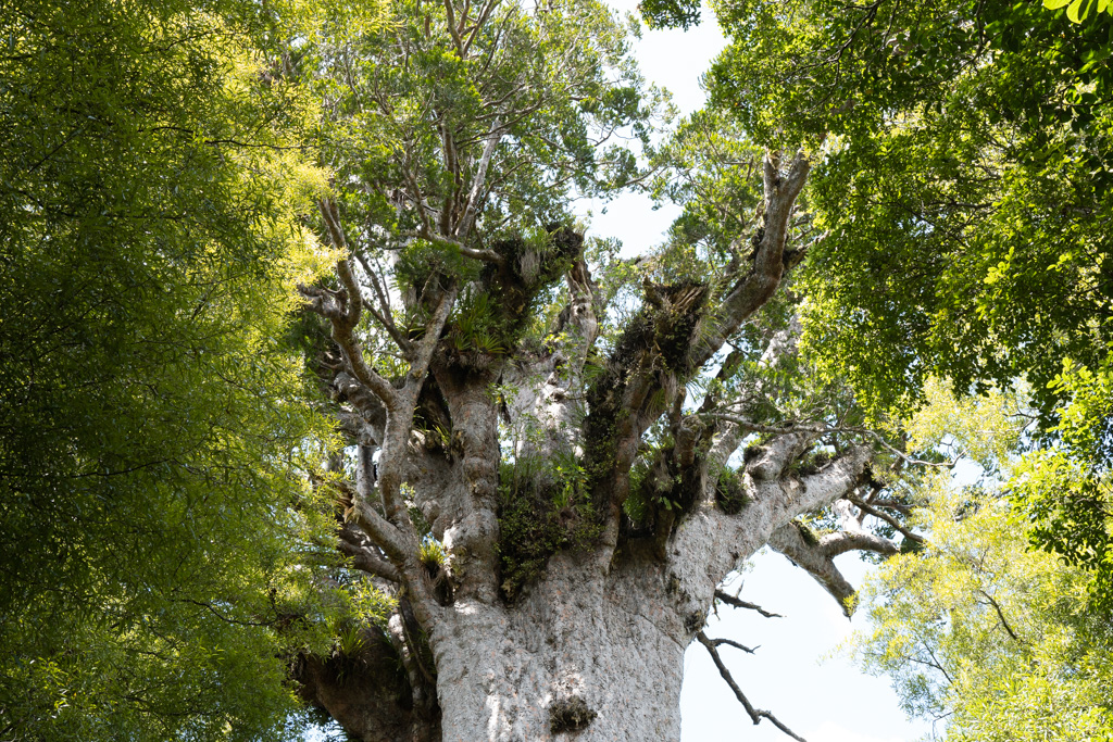 Tane Mahuta, größter Kauri Neuseelands