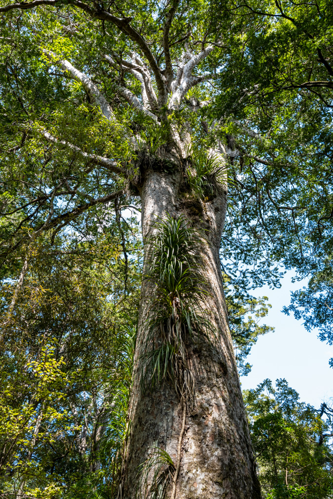 Ökosystem Kauri mit vergesellschafteten Pflanzen