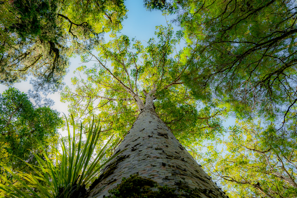 Wunderschöne Kauri, Waipoua