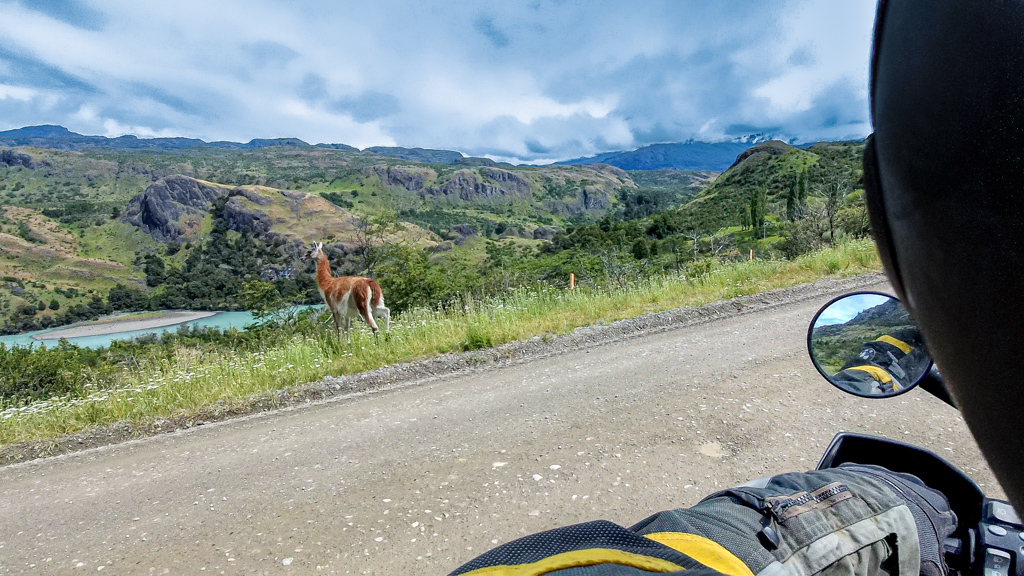 Guanako an der Carretera Austral