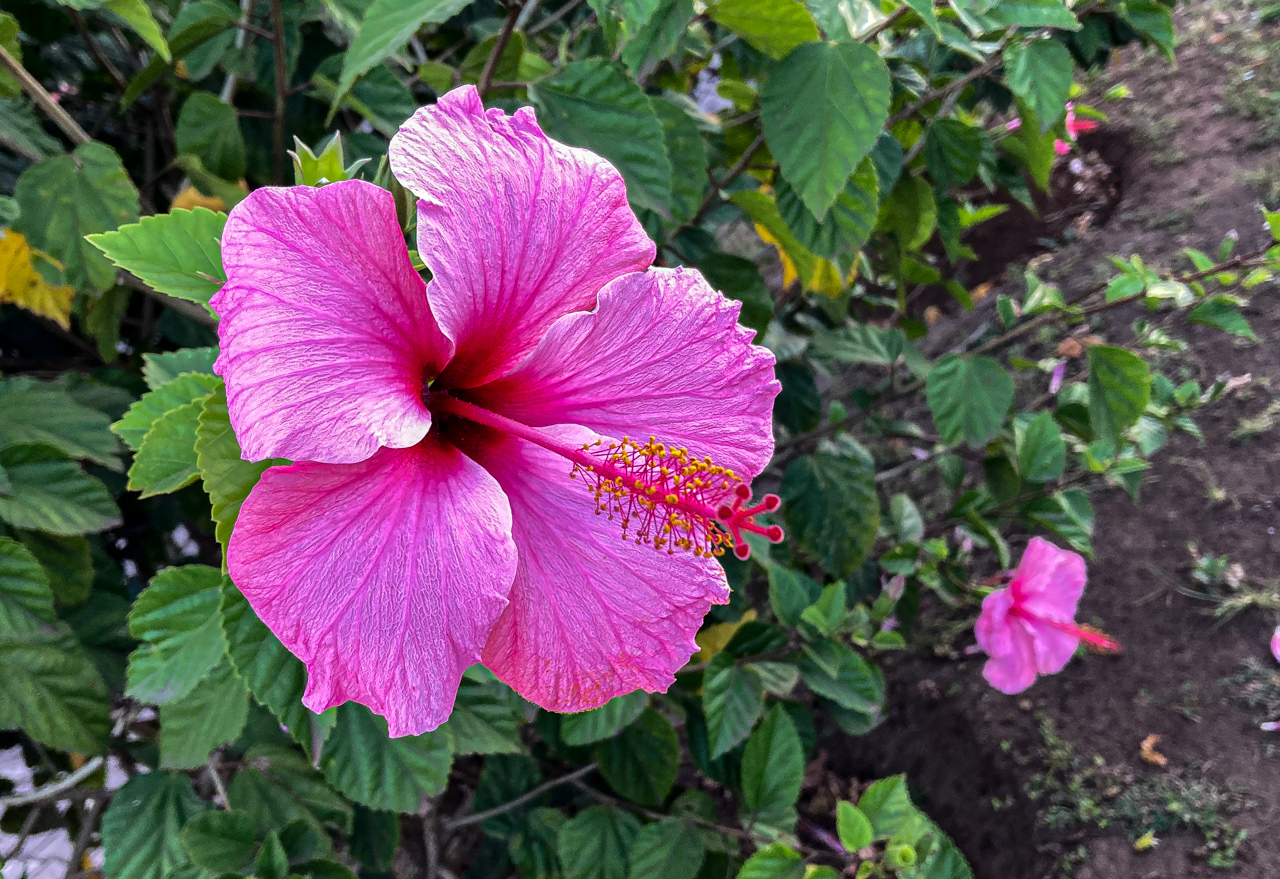 Hibiskus