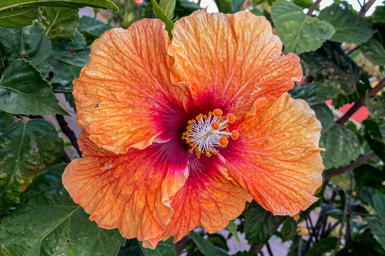 Oranger Hibiskus