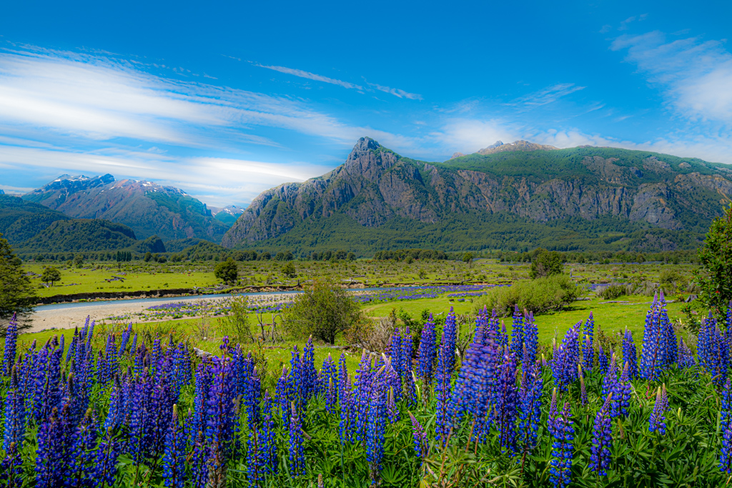 Blaue Lupinen